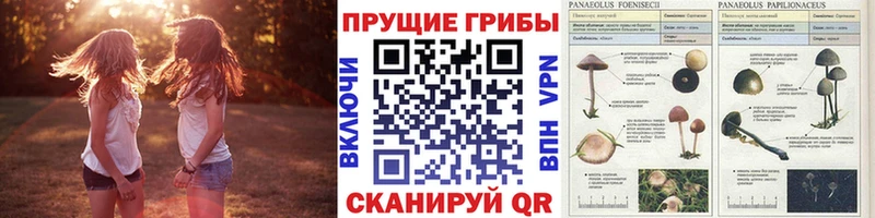 Галлюциногенные грибы Magic Shrooms  хочу наркоту  Новоржев 